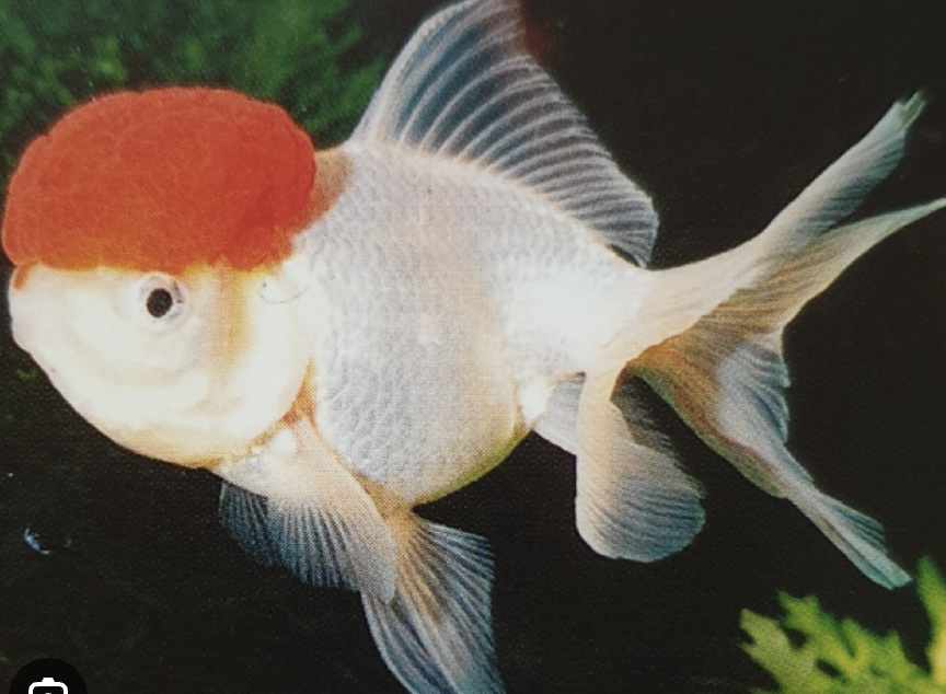 頭頂紅色肉冠的金魚，比喻額頭玻尿酸恢復期前三天的腫脹外觀